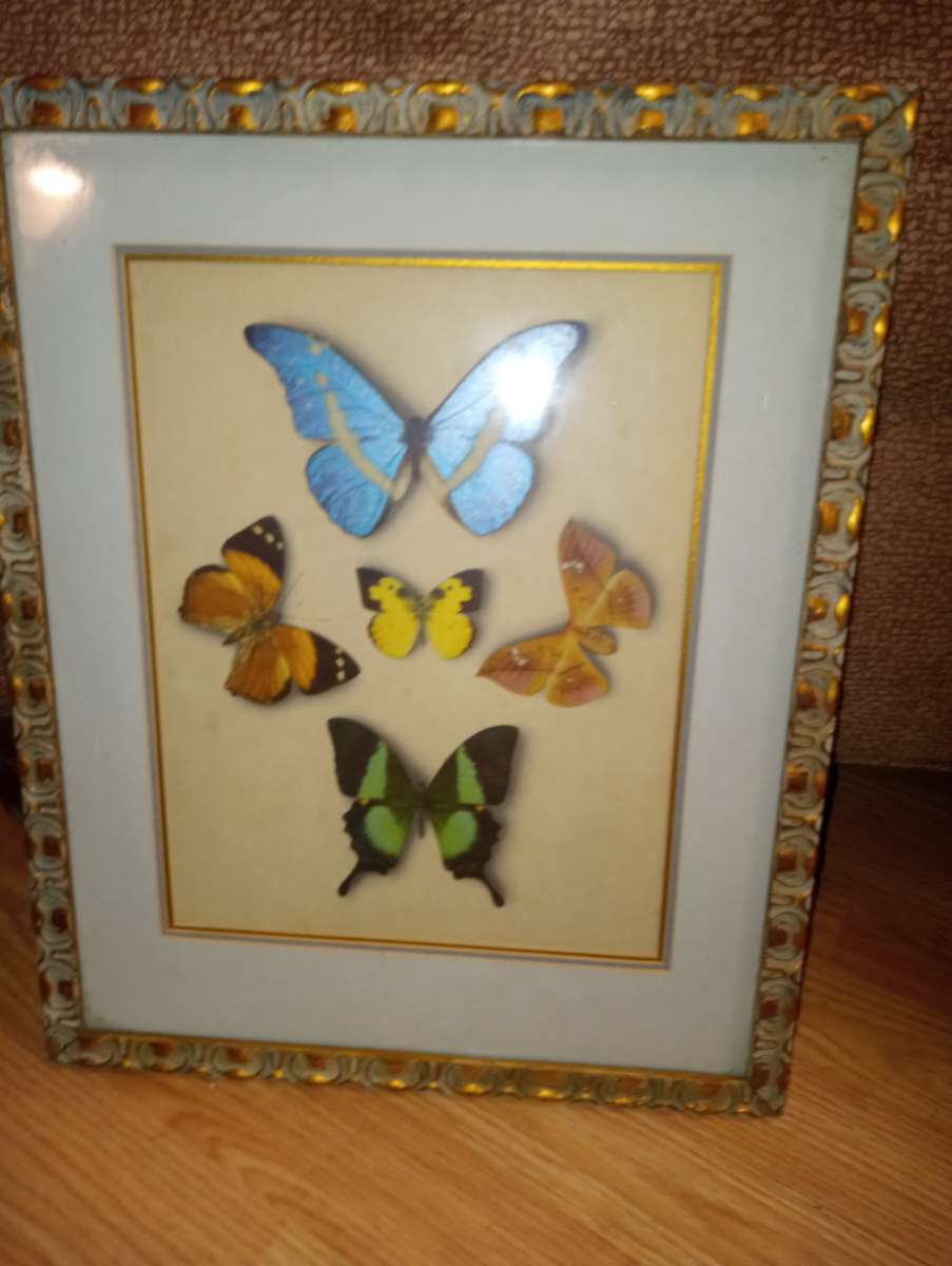 Butterfly collection