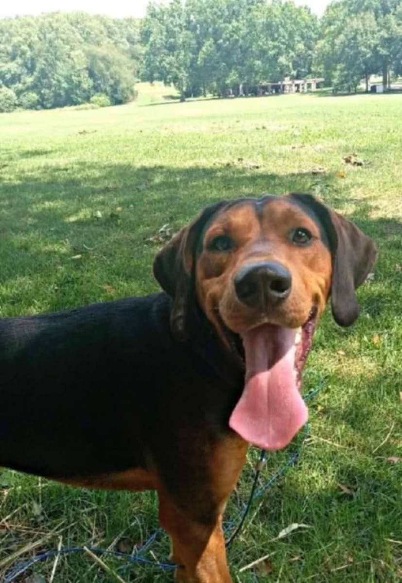 rehoming a male lab hound mix