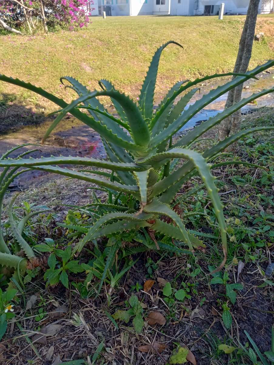Aloe plants All sizes lots of babies too