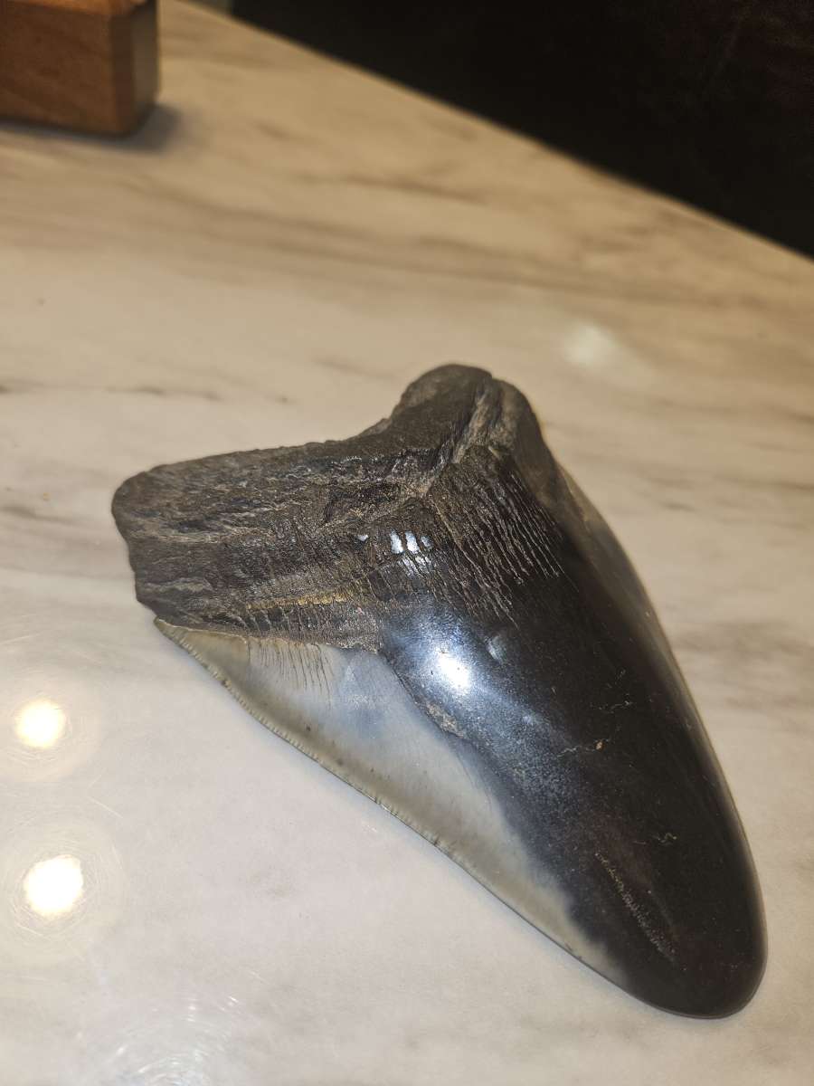 shark tooth fossil