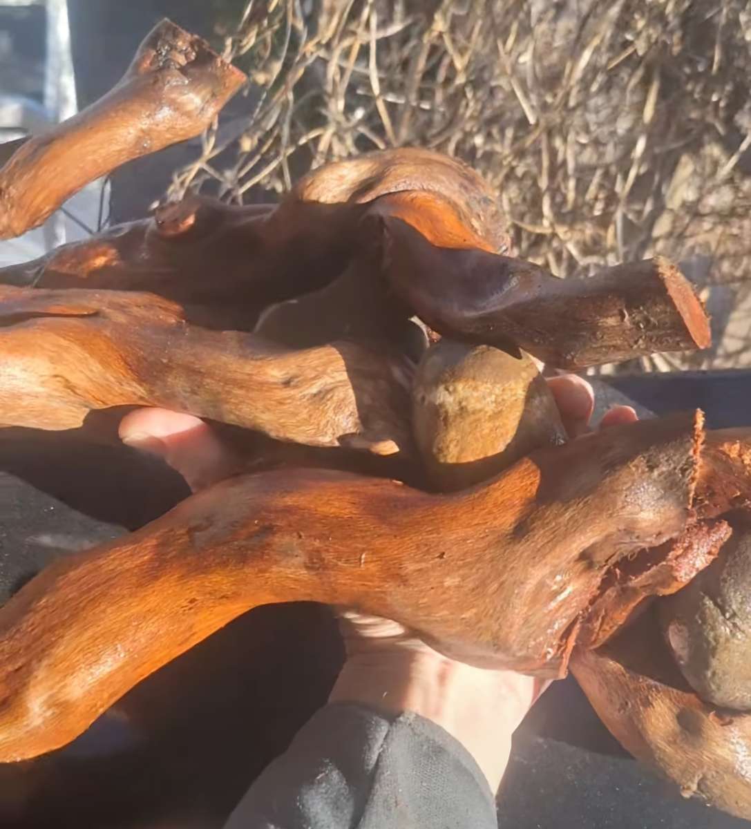 Root system With rocks