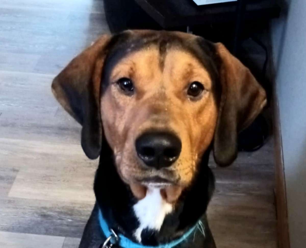 rehoming a male lab hound mix
