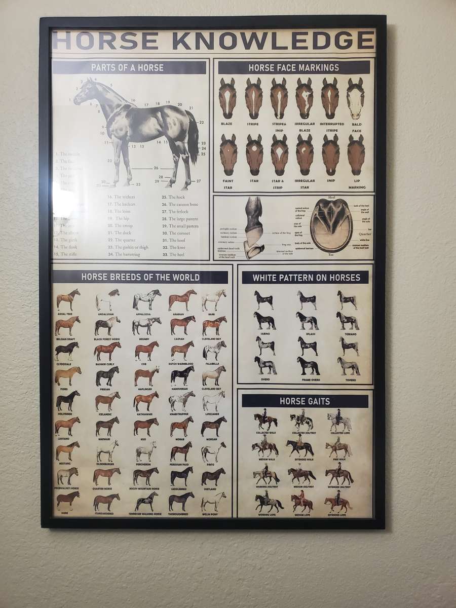 Horse Knowledge  Framed Poster 37L x 25W x 1D