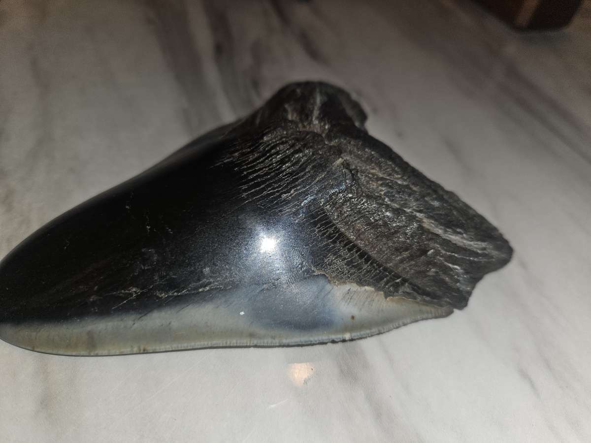 shark tooth fossil