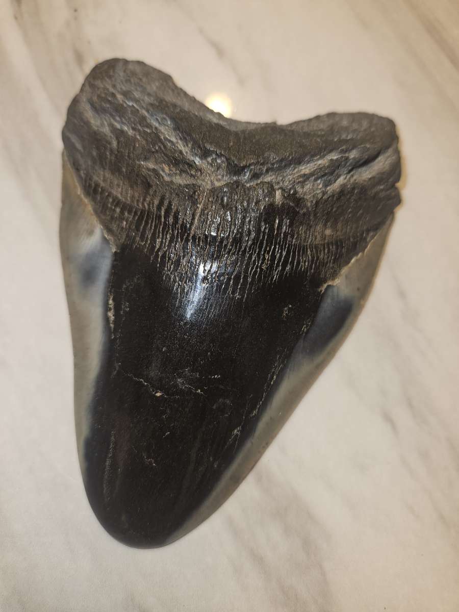 shark tooth fossil