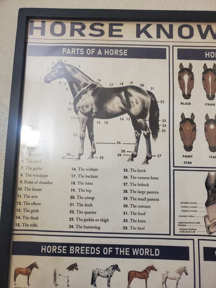 Horse Knowledge  Framed Poster 37L x 25W x 1D