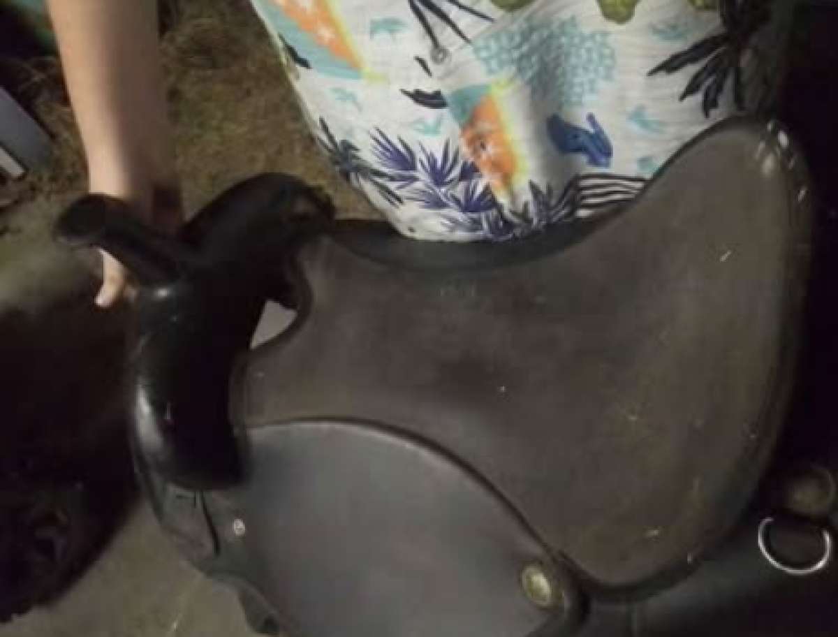 horse saddle