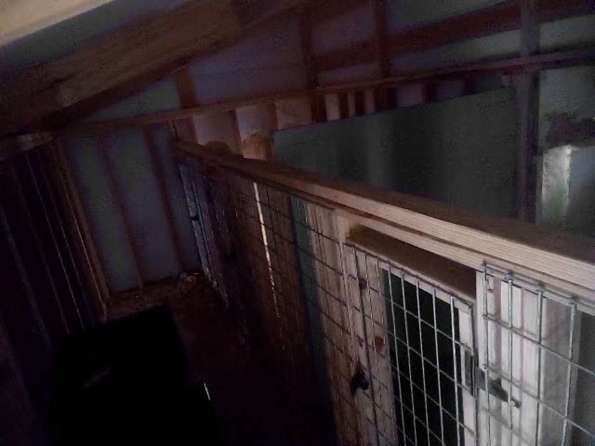4Bay Dog kennel for breading o