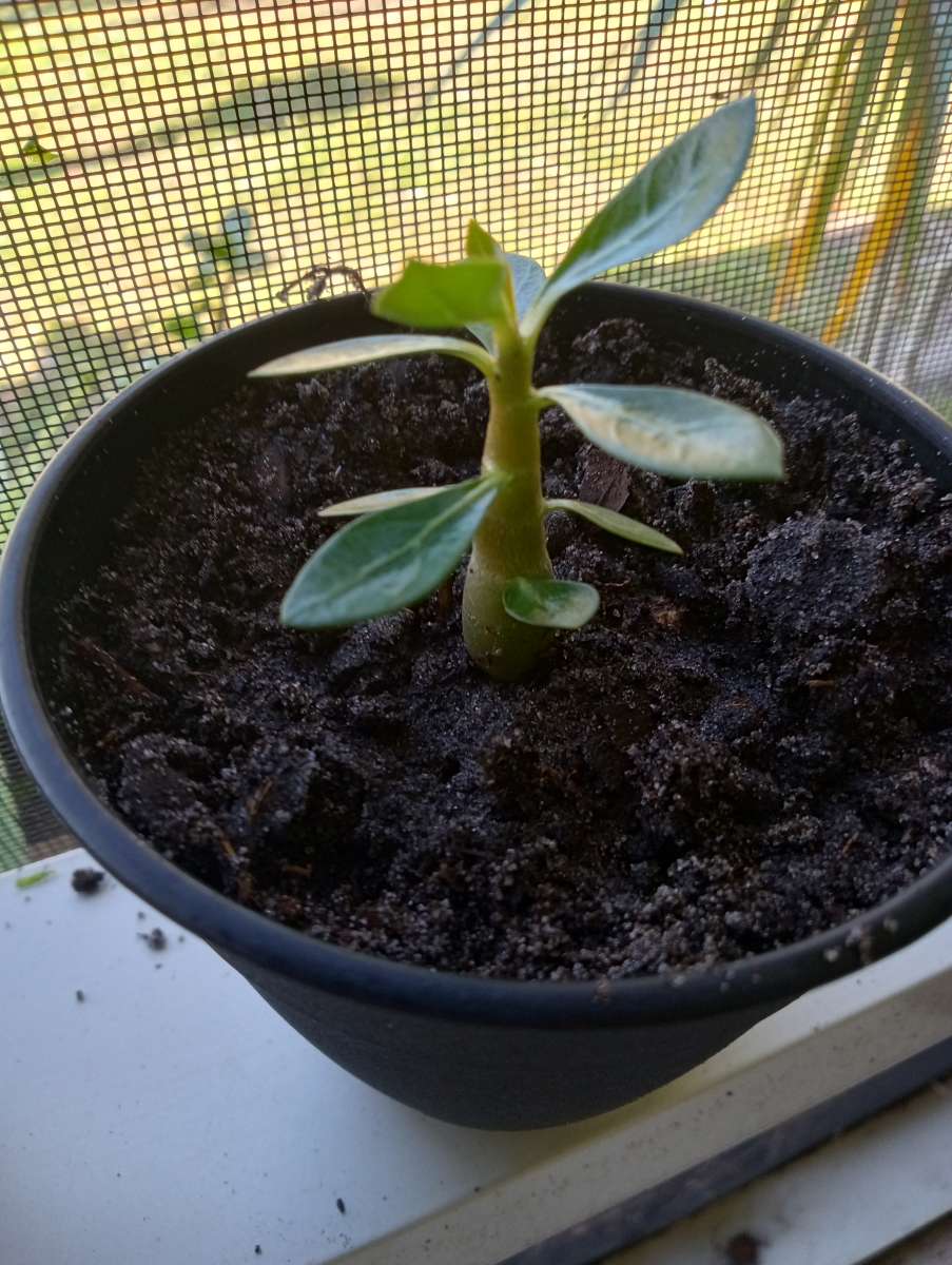 Baby Desert Rose Plants