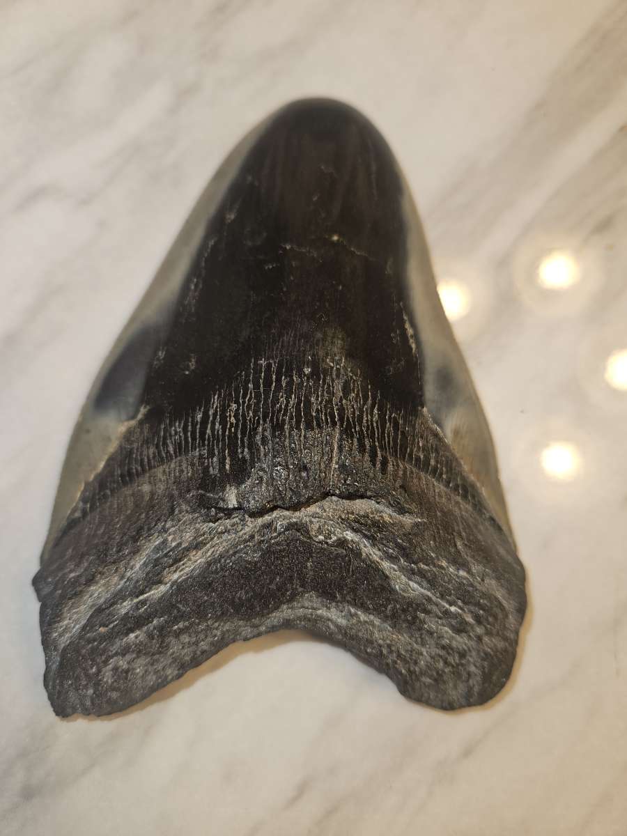 shark tooth fossil
