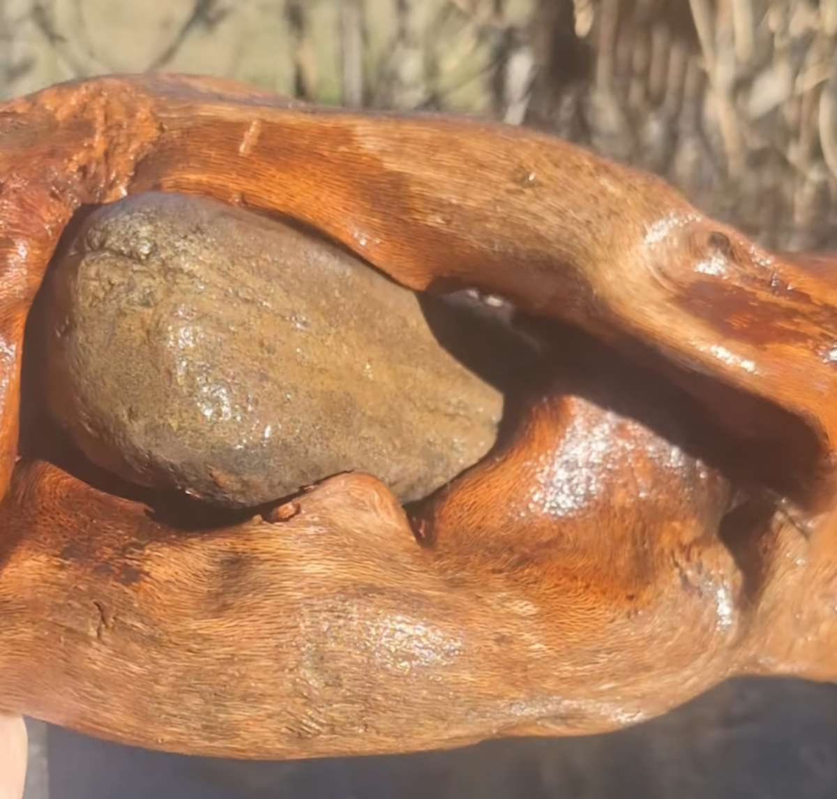 Root system With rocks