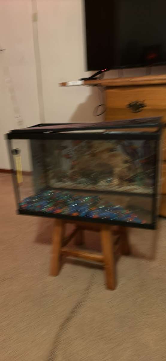 medium size fish tank