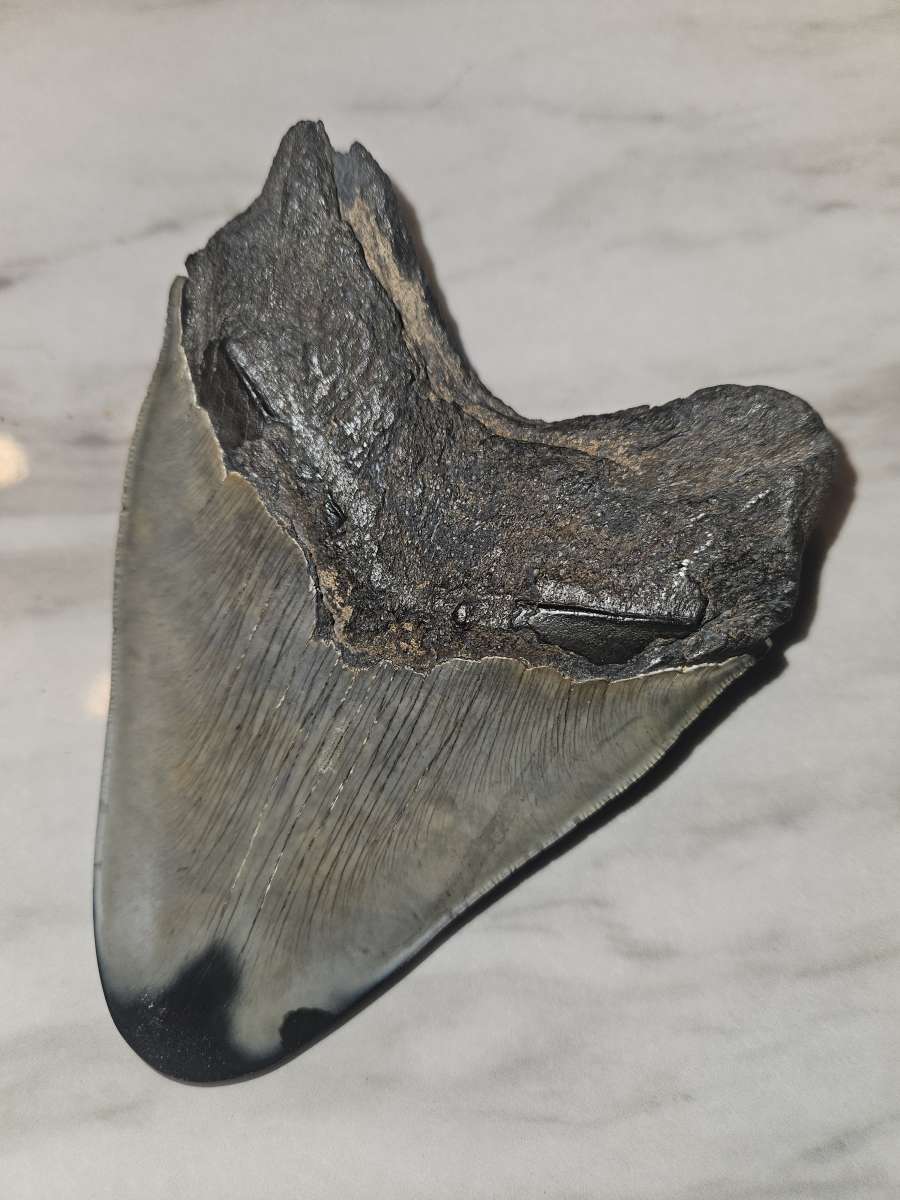 shark tooth fossil