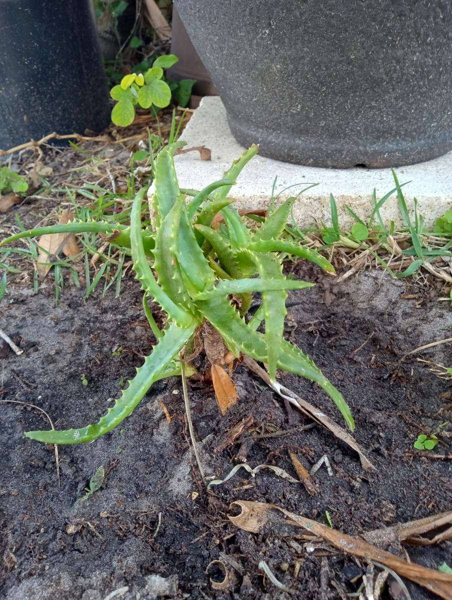 Aloe plants All sizes lots of babies too