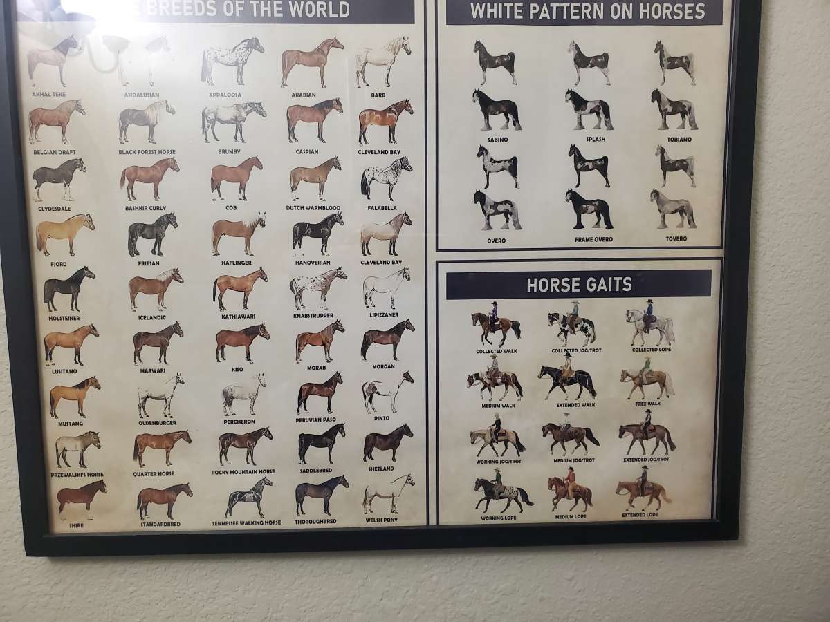 Horse Knowledge  Framed Poster 37L x 25W x 1D