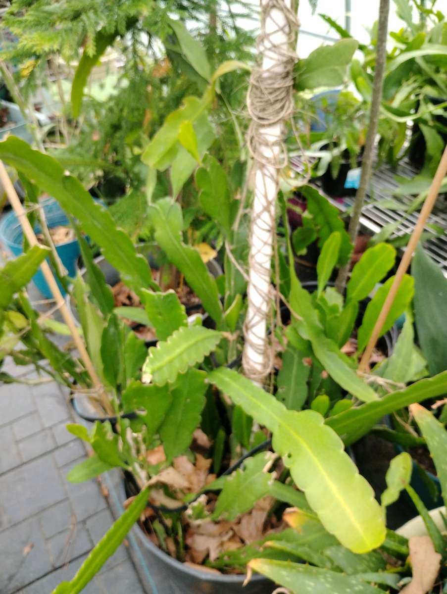 Queen of the night live plants