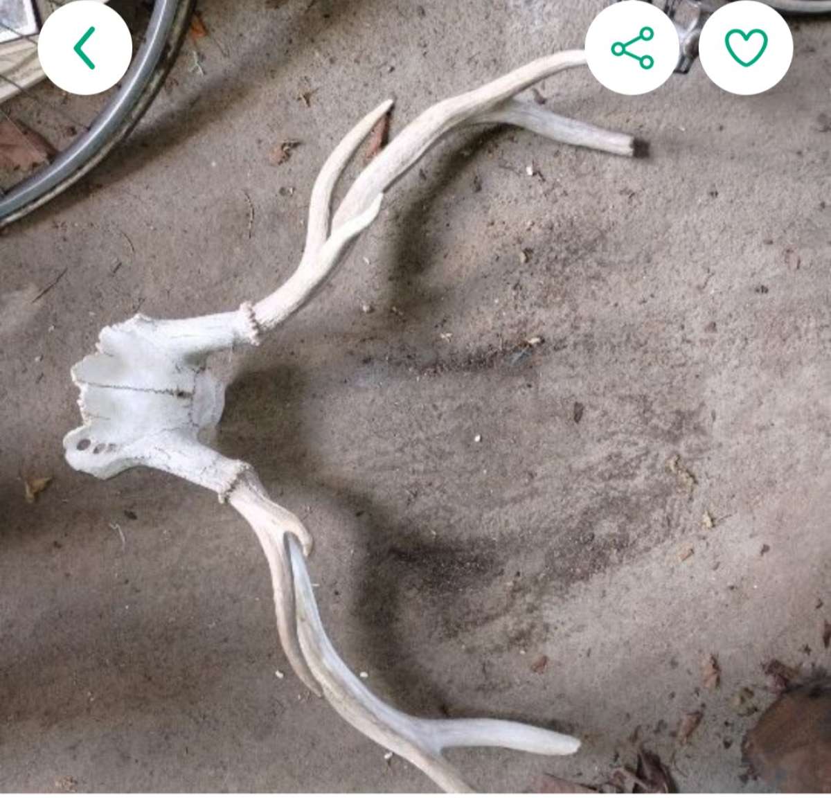 antler with partial skull