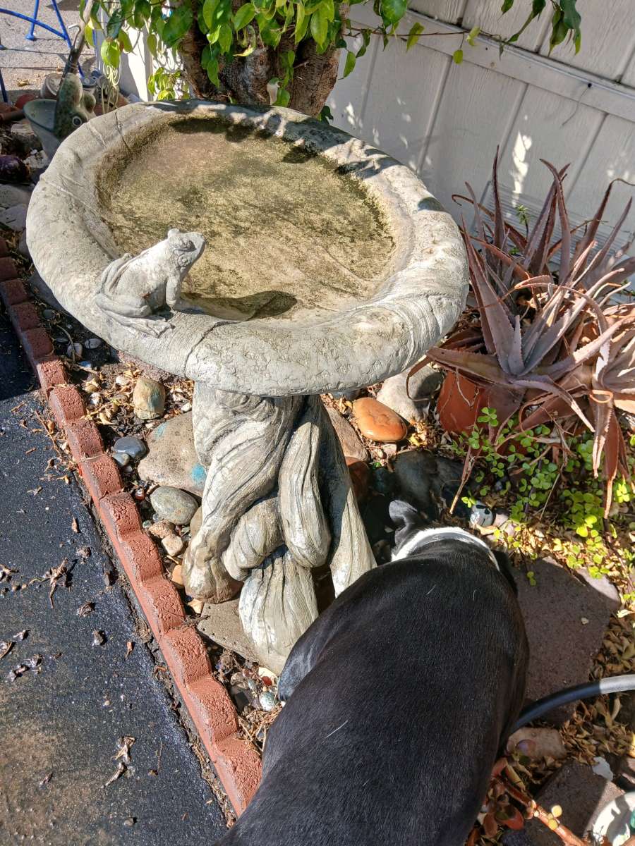 large concrete birdbath