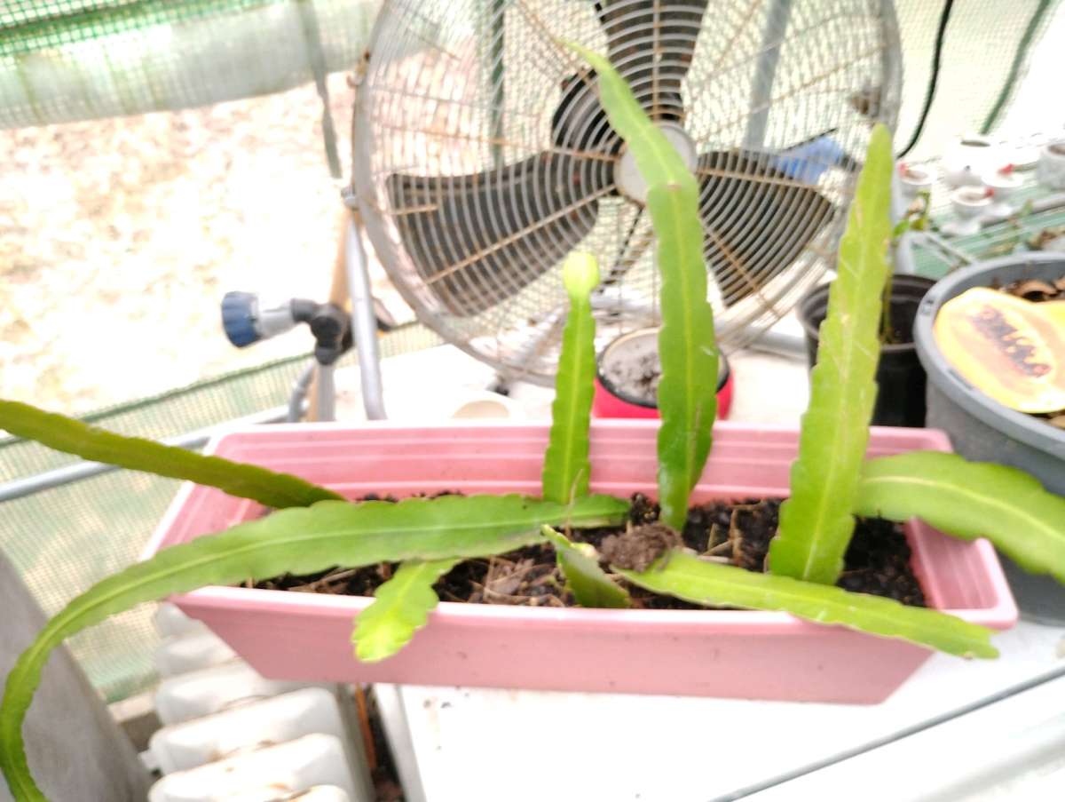 Queen of the night live plants