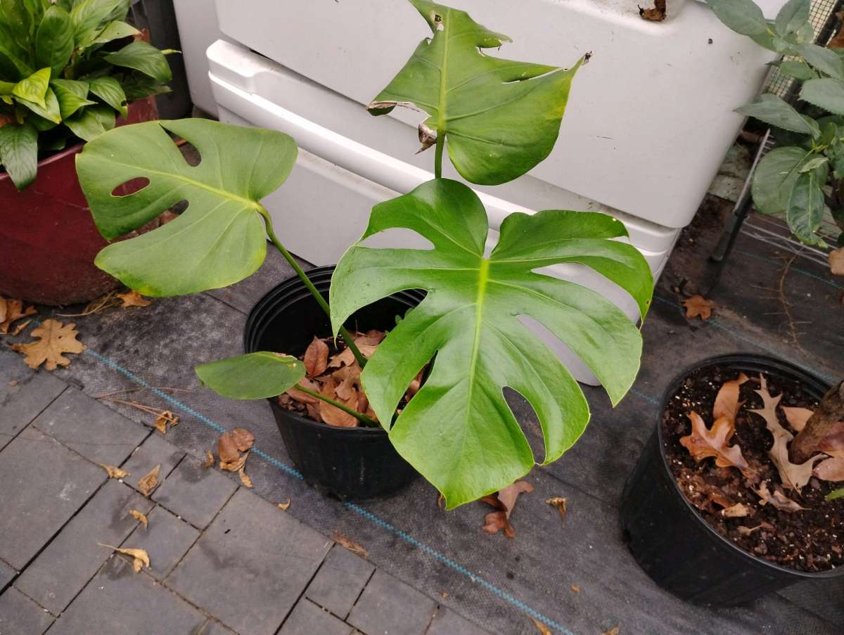 Live Monstera plants