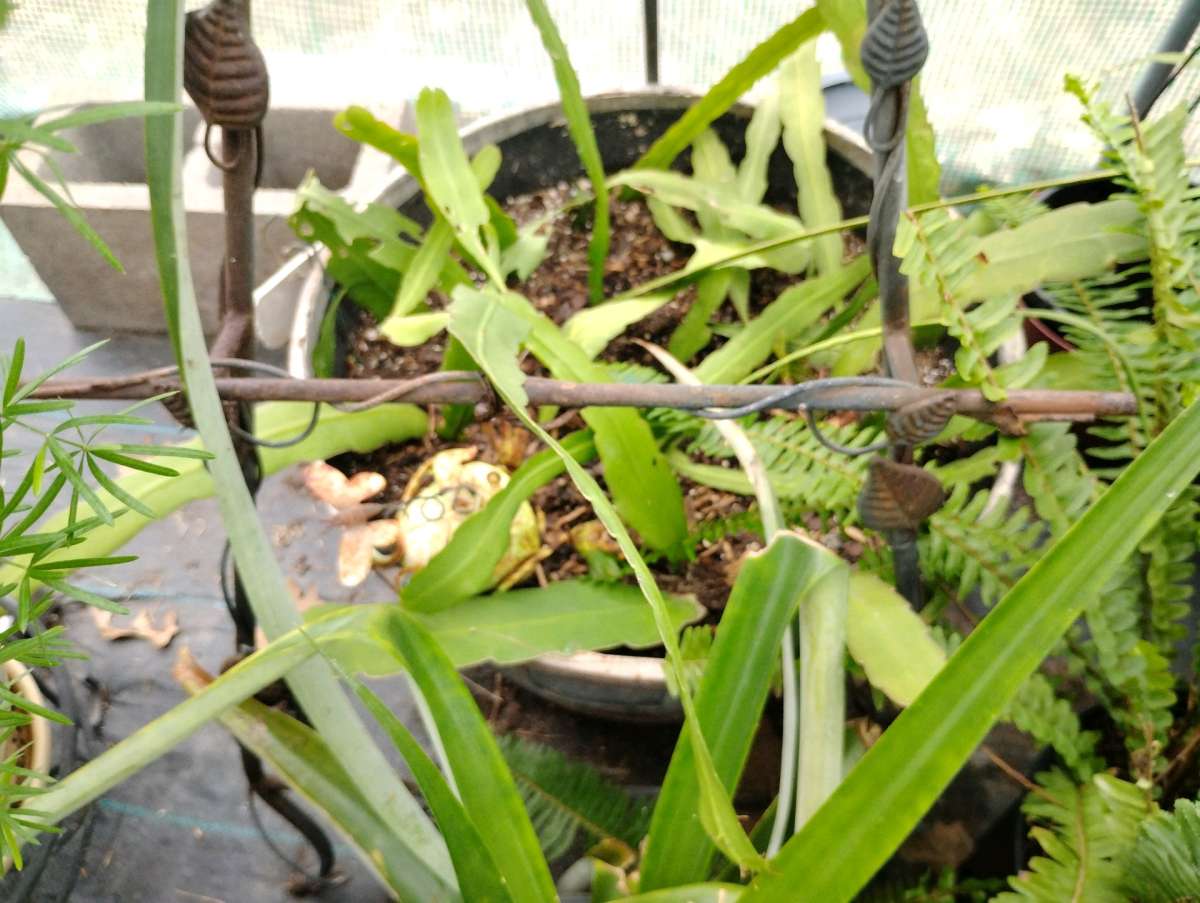Queen of the night live plants