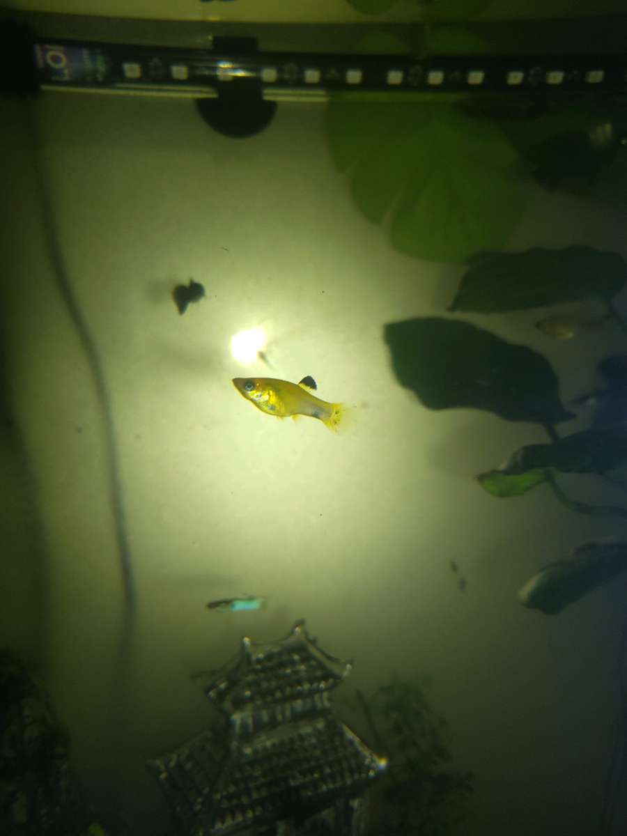 Gold Dust And Gold panda Mollies