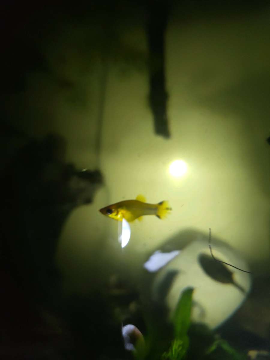 Gold Dust And Gold panda Mollies