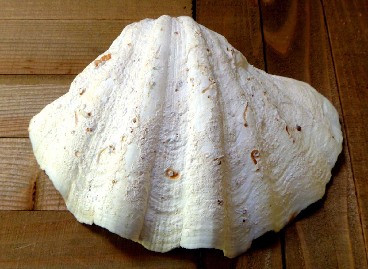 Tridacna Gigas 9 inches vintage Giant Clam half shell