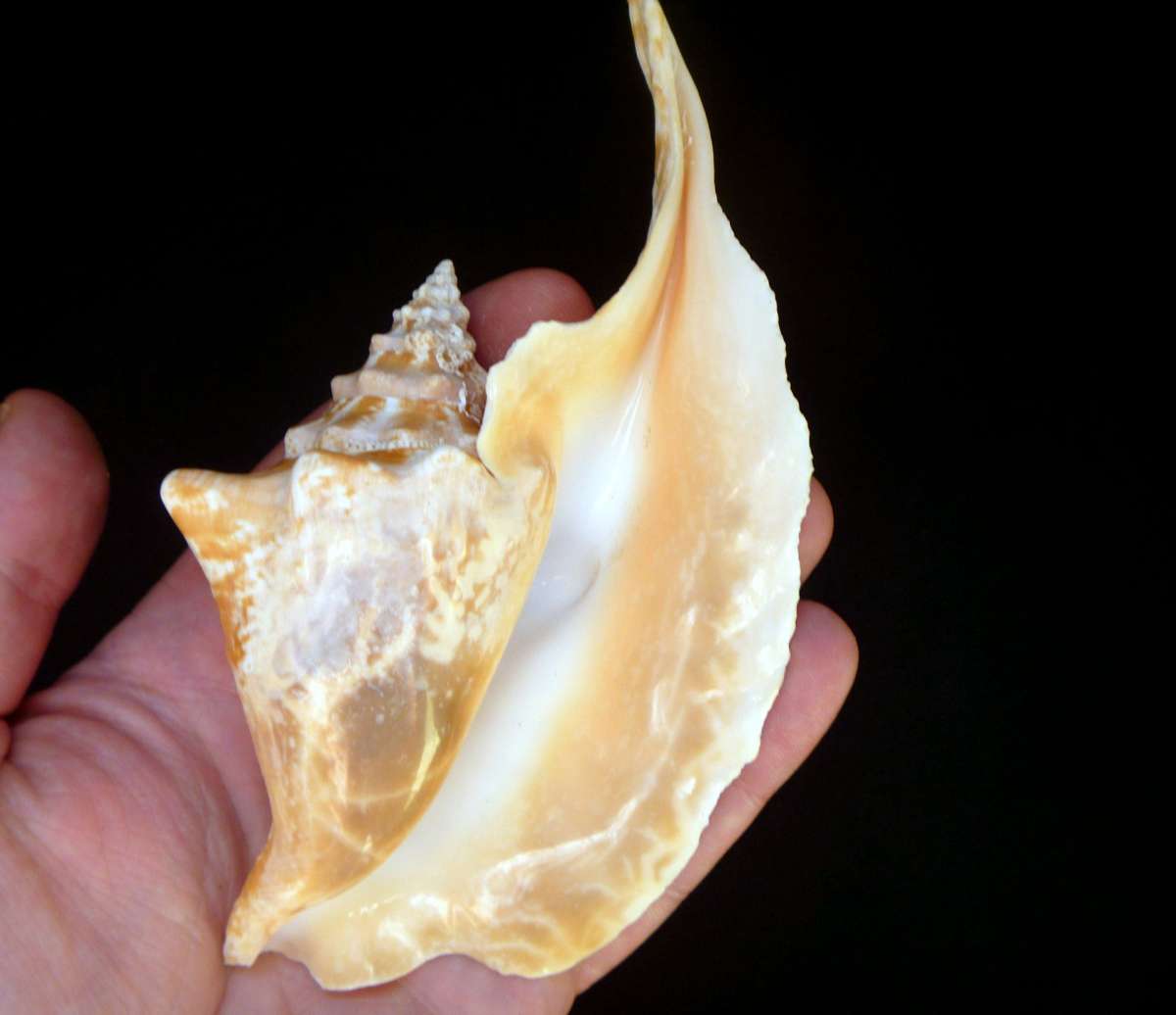 Rooster conch 6 strombus gallus roostertail shells seashells