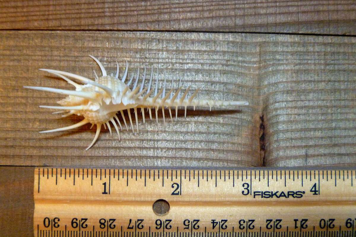 Venus comb murex 3 and 6 sizes exotic shell seashells beach