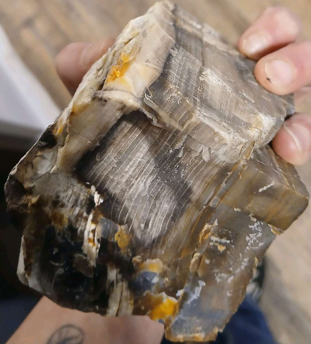 petrified wood