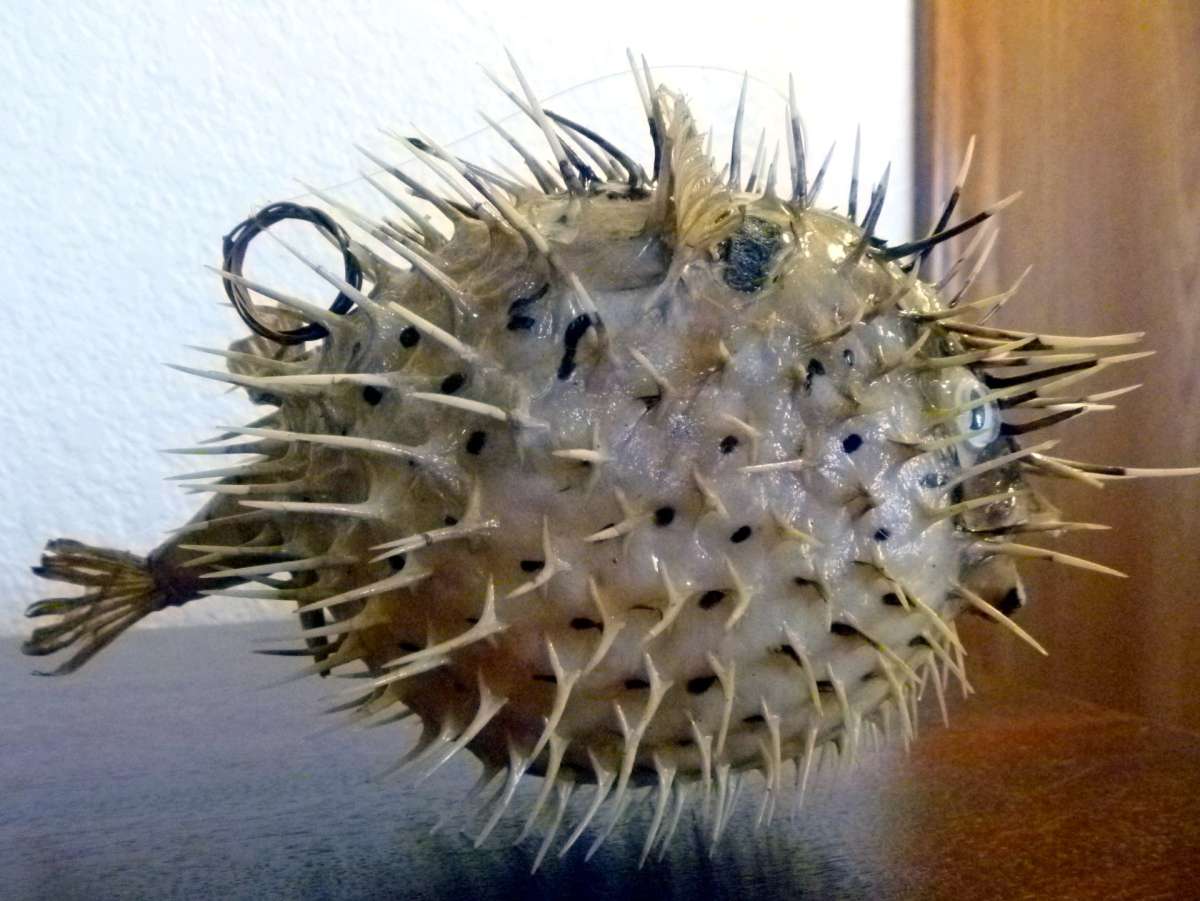 Porcupine fish 6  8 dried taxidermy dried sea life