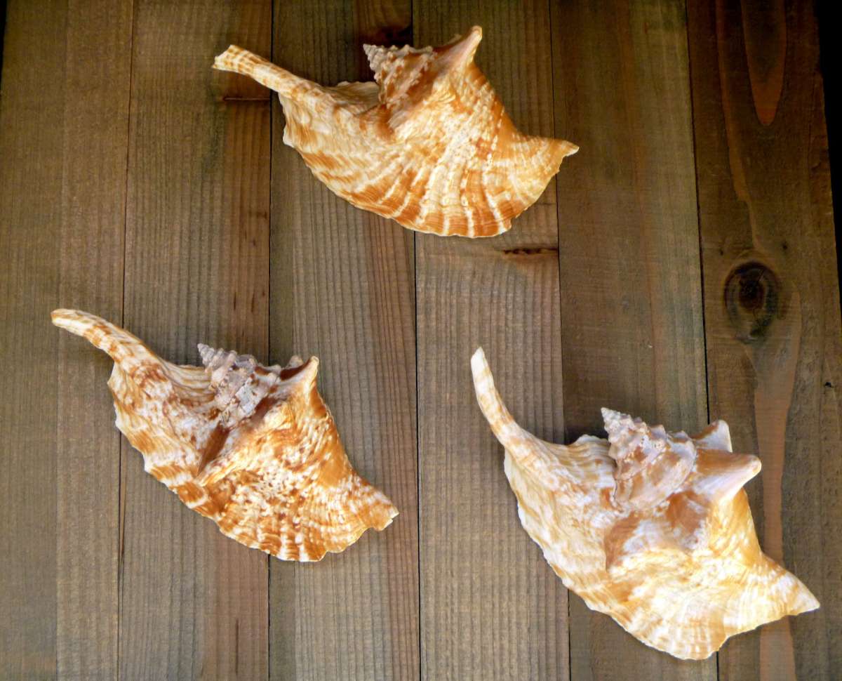 Rooster conch 6 strombus gallus roostertail shells seashells