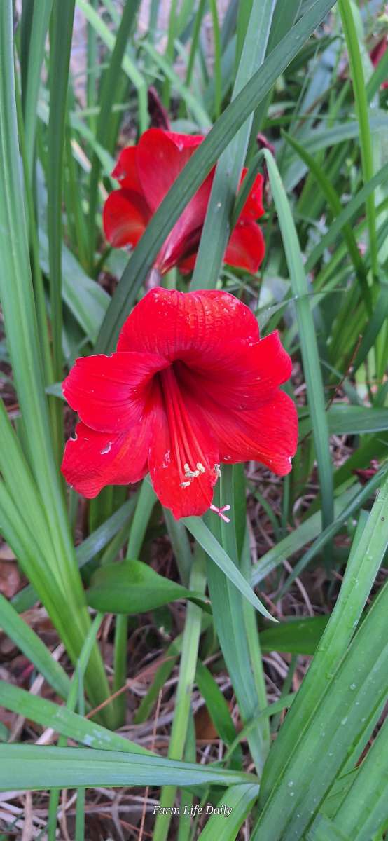Yellow Iris rhizomes and Red Amaryllis bulbs