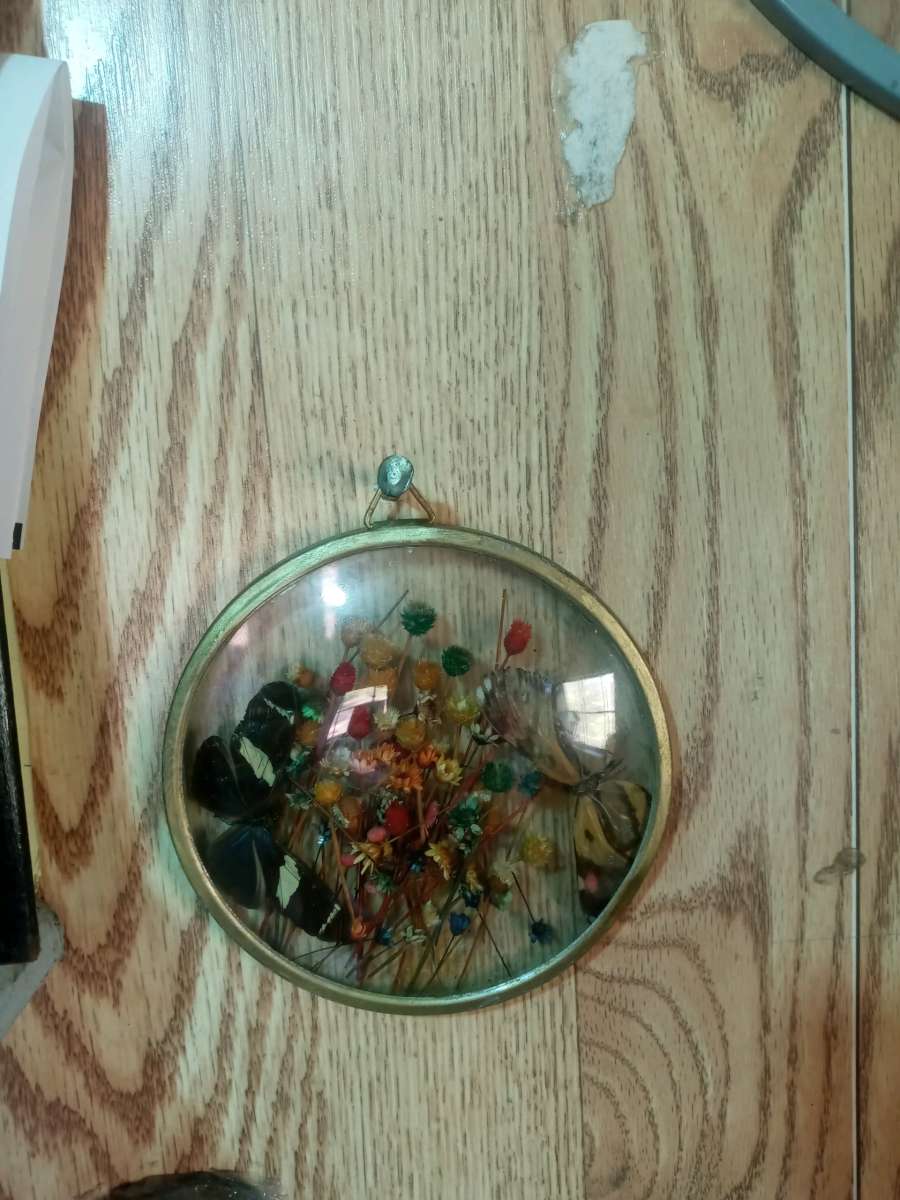 vintage taxidermy art