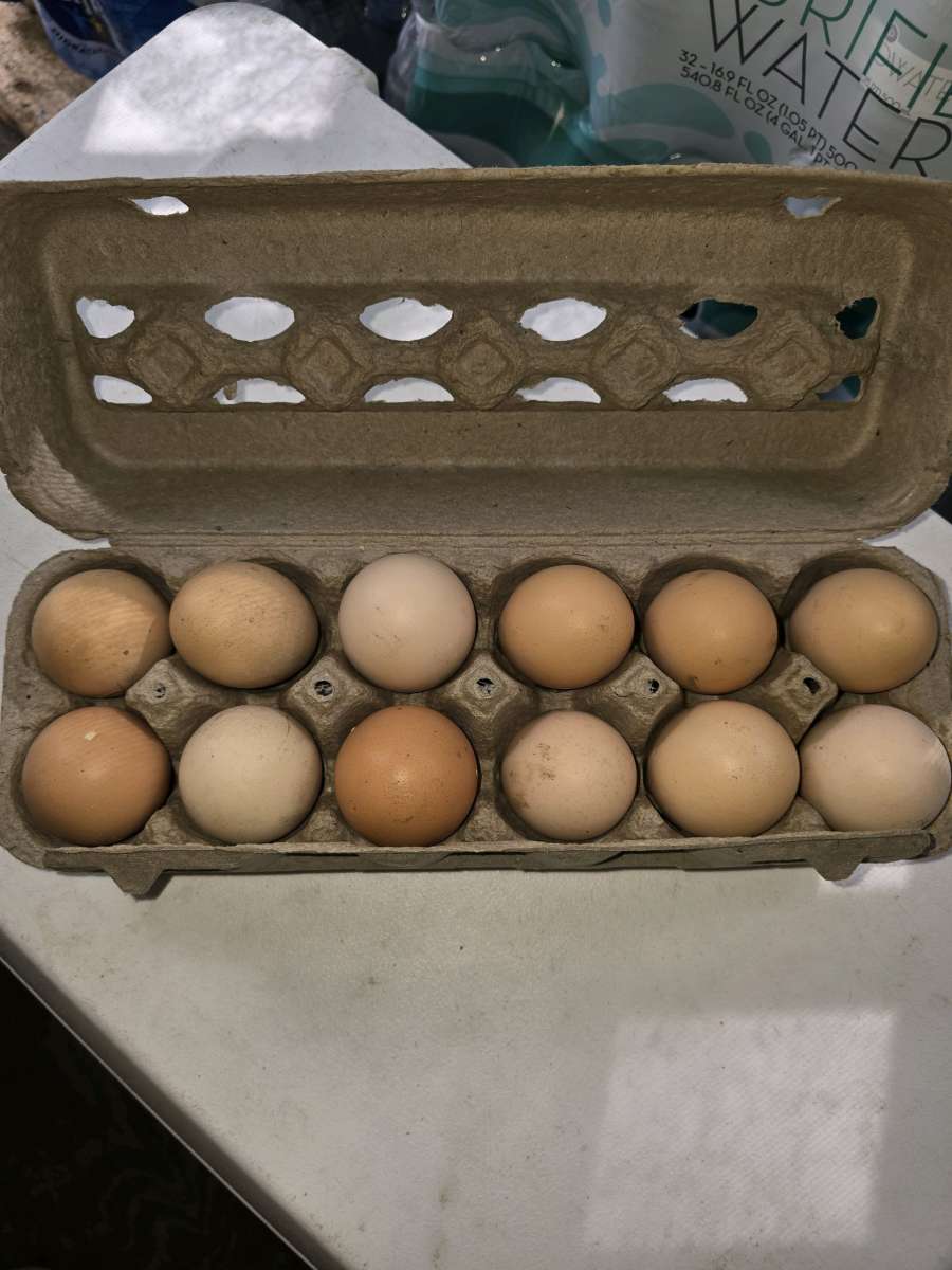 Fresh Fresh ferterilized eggs