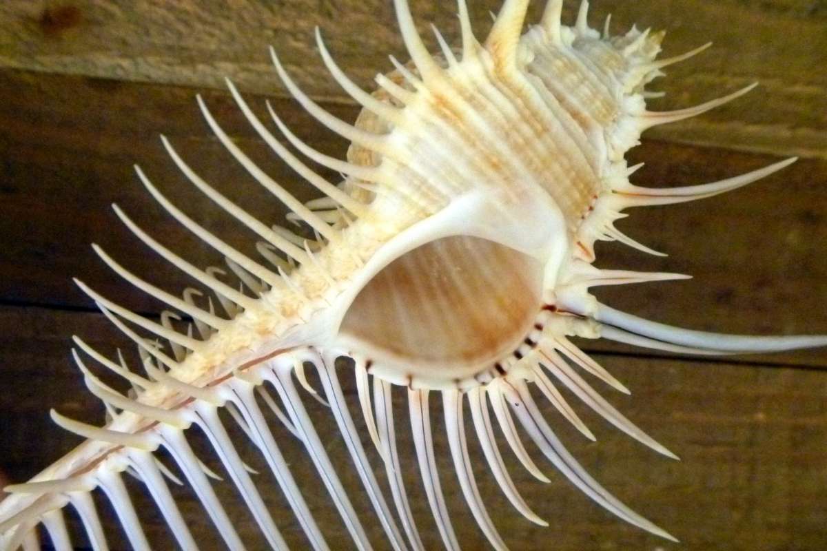 Venus comb murex 3 and 6 sizes exotic shell seashells beach