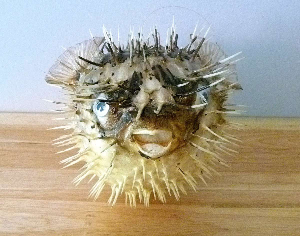 Porcupine fish 6  8 dried taxidermy dried sea life