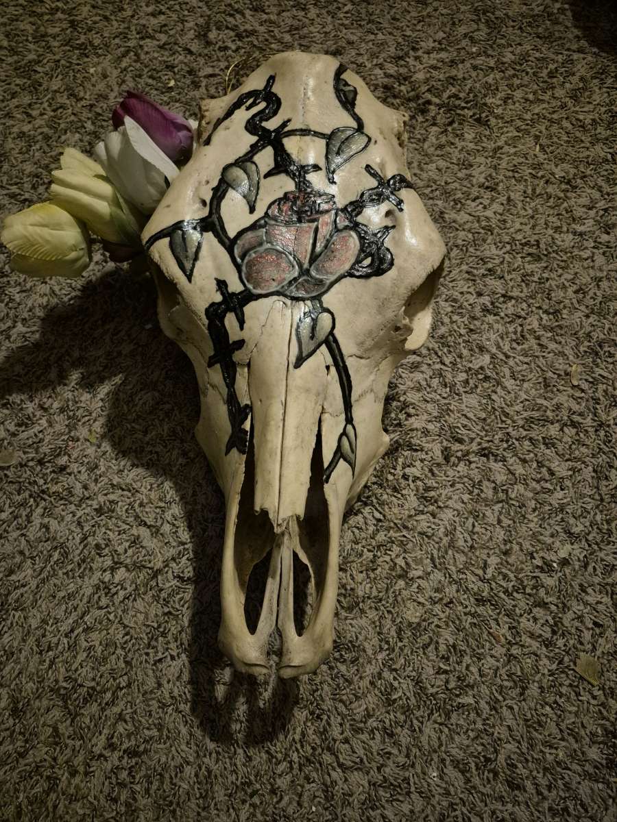 cows skull artwork