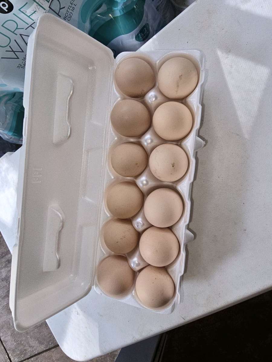 Fresh Fresh ferterilized eggs