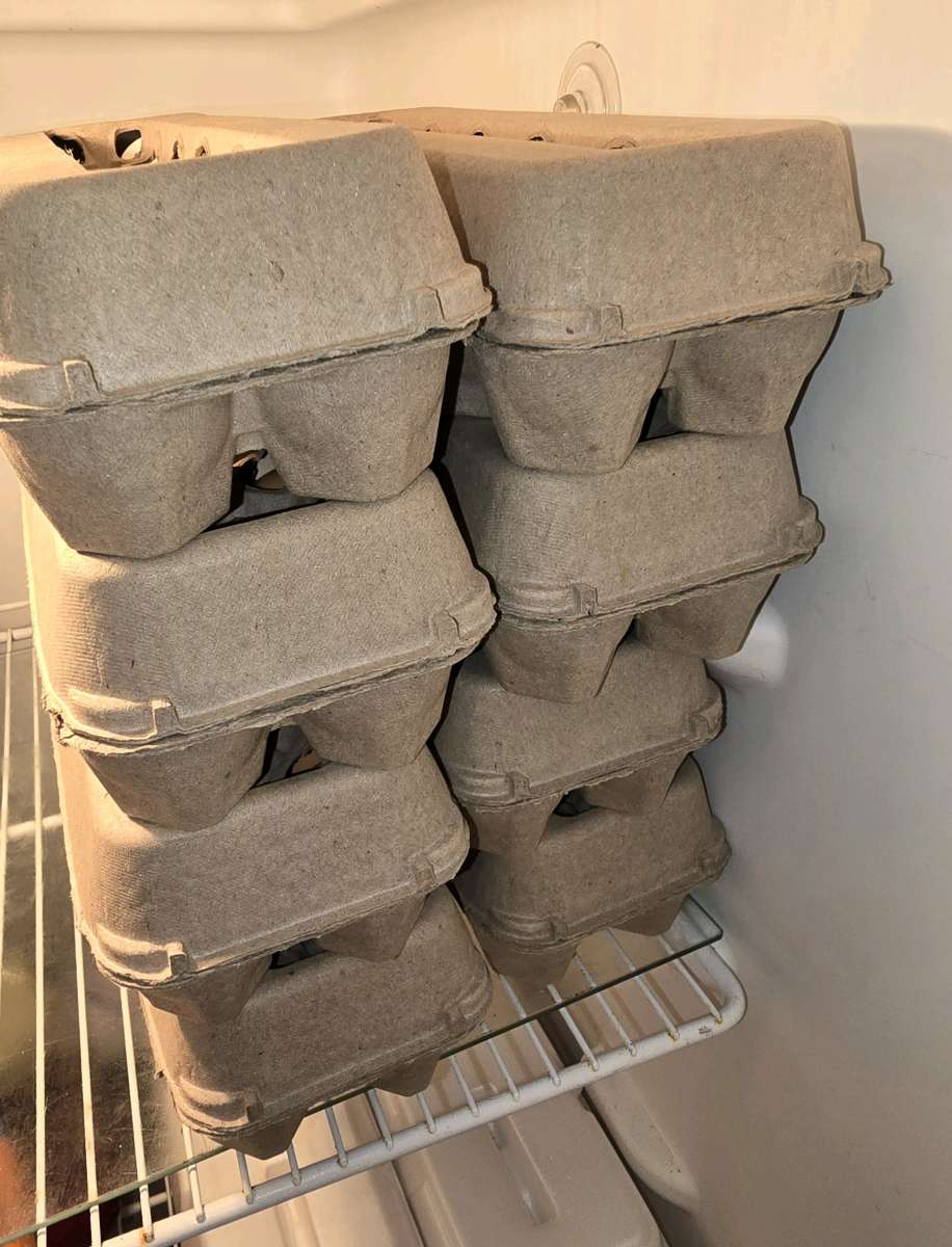 Fresh Fresh ferterilized eggs