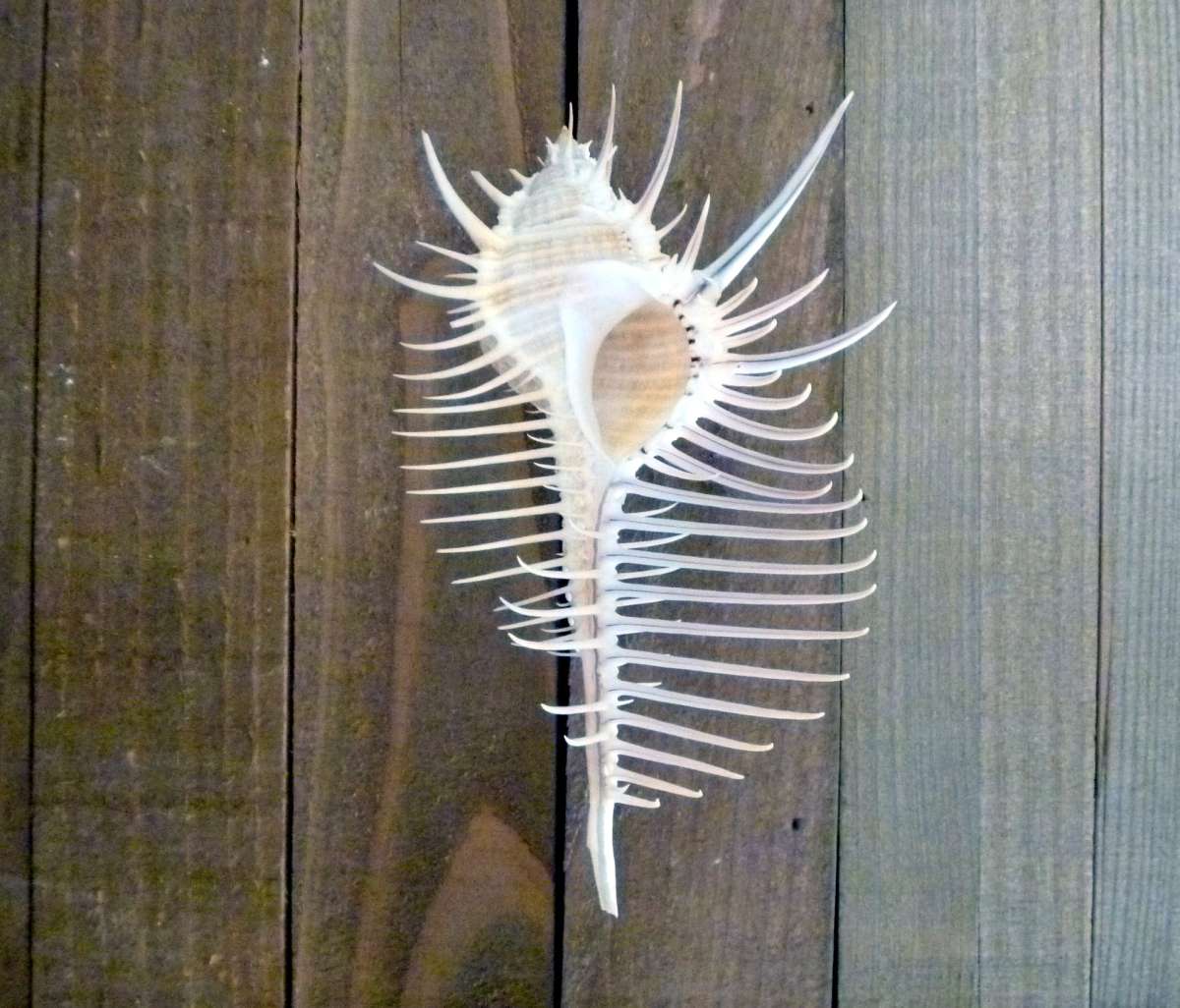 Venus comb murex 3 and 6 sizes exotic shell seashells beach