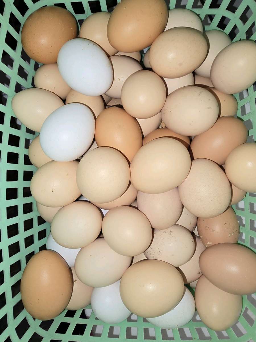 Fresh Fresh ferterilized eggs