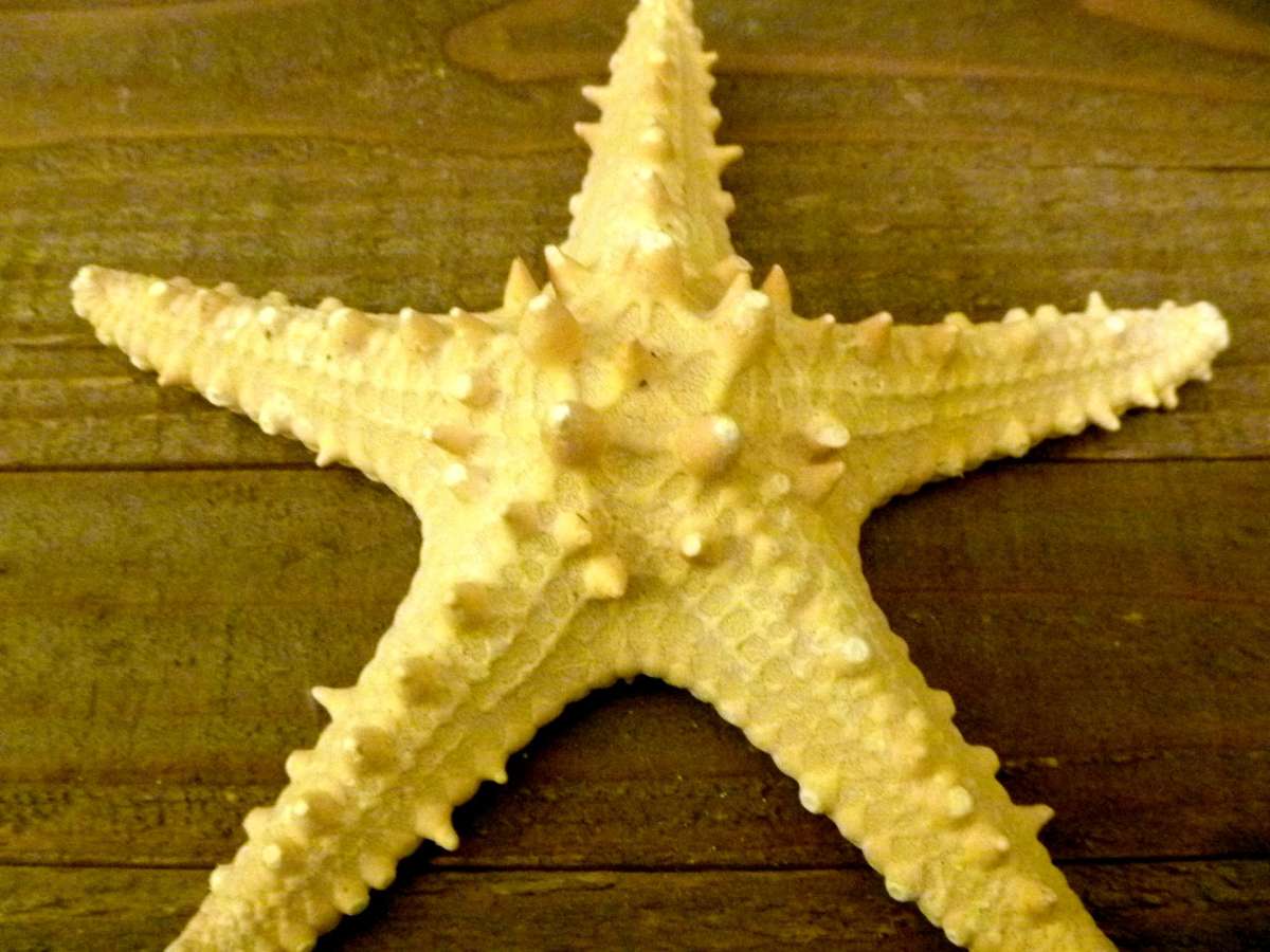 Knobby jungle starfish 6  7 natural long spines