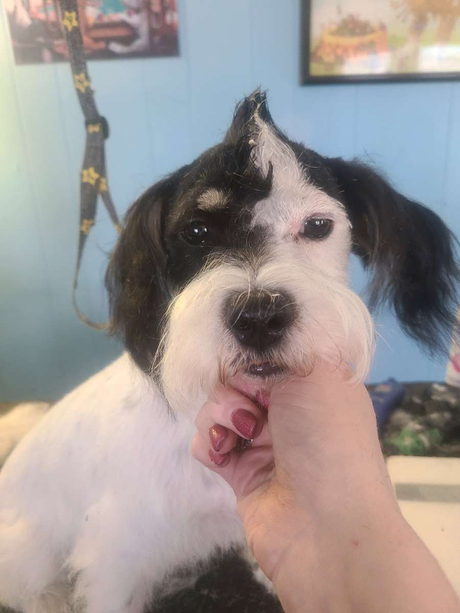 pet grooming