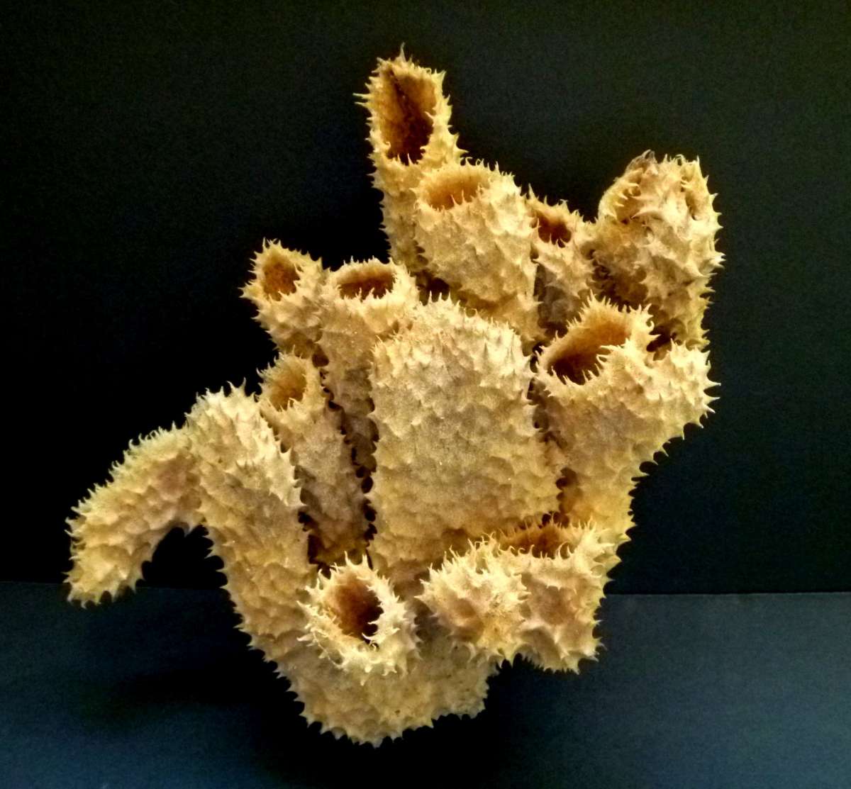 Brown tube sponge sea sponges exotic ocean beach decor