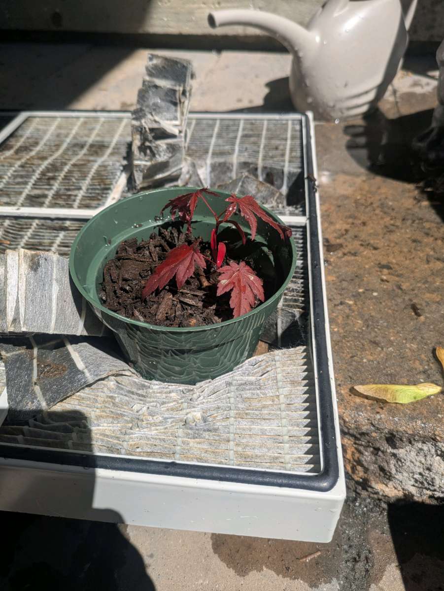red maples