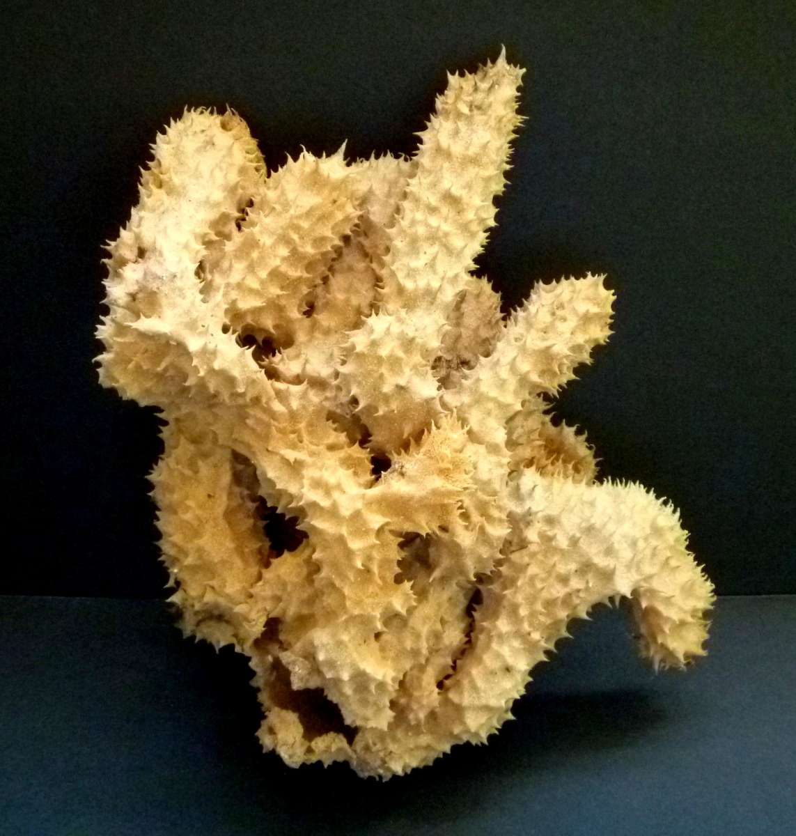 Brown tube sponge sea sponges exotic ocean beach decor