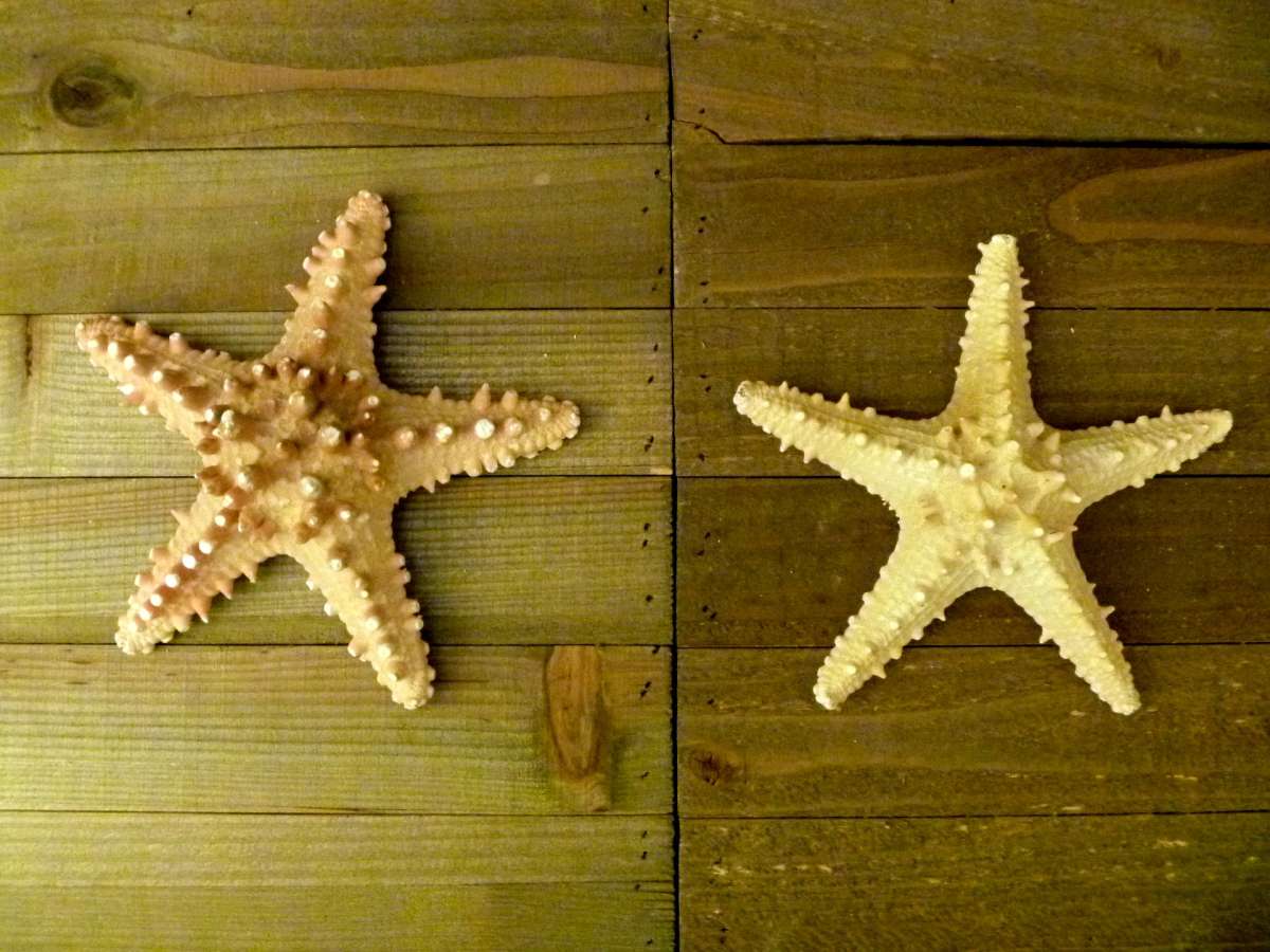 Knobby jungle starfish 6  7 natural long spines