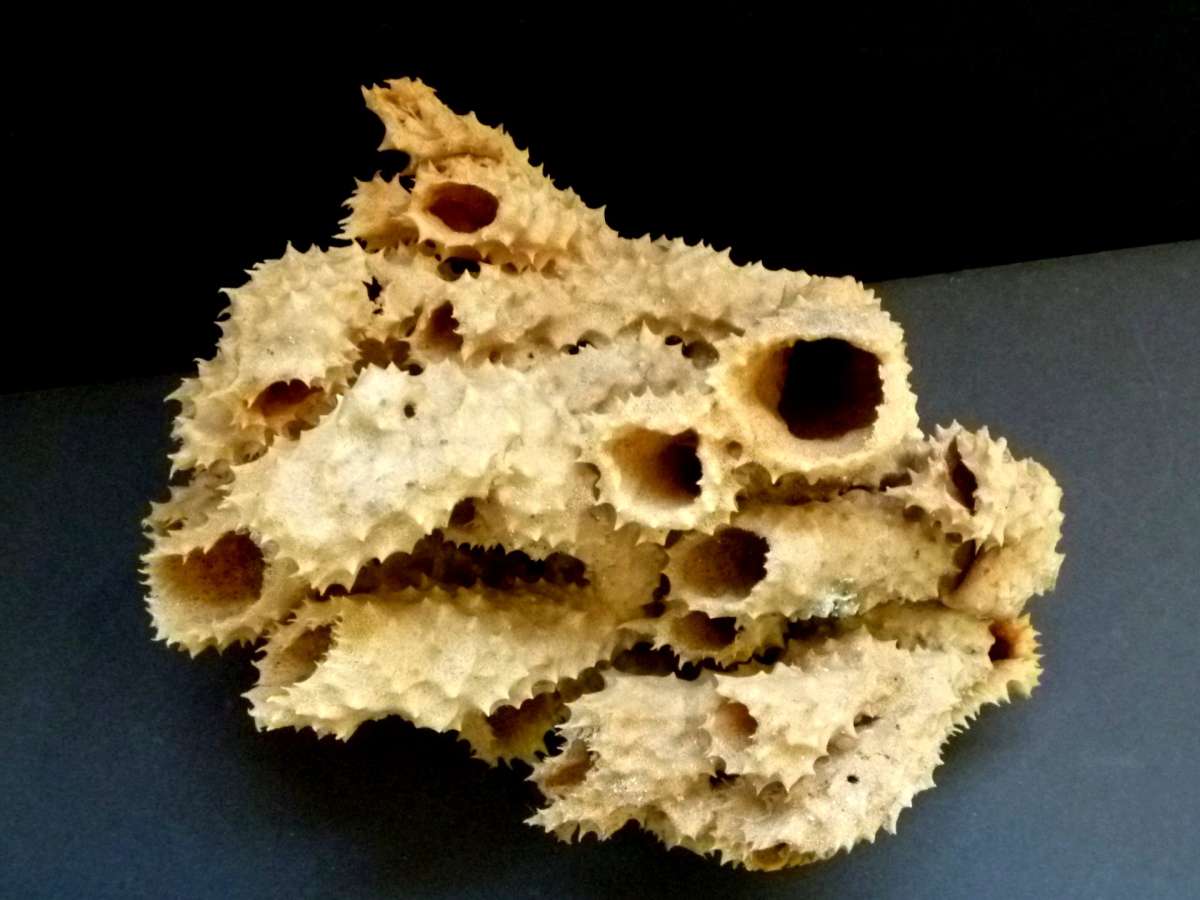 Brown tube sponge sea sponges exotic ocean beach decor